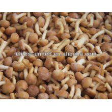 Chinese best price IQF frozen nameko